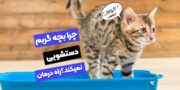 چرا بچه گربه دستشویی نمیکند؟ علت و علائم آن!