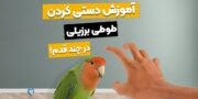 چگونه طوطی برزیلی را دستی کنیم؟ تنها در ۹ قدم اهلیش کن!