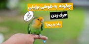 چگونه طوطی برزیلی را سخنگو کنیم؟ تو ۶ قدم حرف زدن یادش بده!