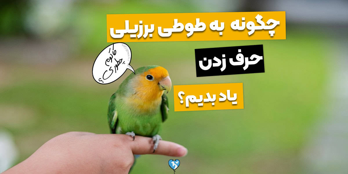 چگونه طوطی برزیلی را سخنگو کنیم؟ تو ۶ قدم حرف زدن یادش بده!