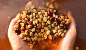 چرا فرآوری شسته قهوه یک انتخاب اقتصادی هوشمندانه است؟