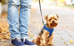 بازار میلیاردی نگهداری از حیوانات؛ از چکاپ تا هتل لوکس