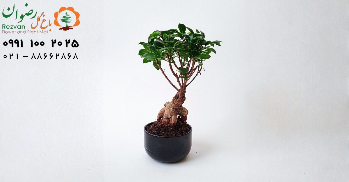 نحوه نگهداری از گل بونسای