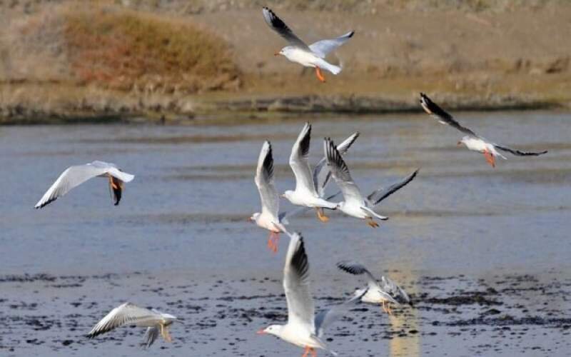 آذربایجان غربی بهشت پرندگان؛ اکوتوریسمی که مورد غفلت قرار می گیرد آذربایجان غربی بهشت پرندگان؛ اکوتوریسمی که غفلت می شود