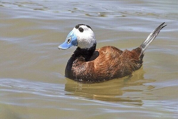 آذربایجان غربی بهشت پرندگان؛ اکوتوریسمی که مورد غفلت قرار می گیرد آذربایجان غربی بهشت پرندگان؛ اکوتوریسمی که غفلت می شود