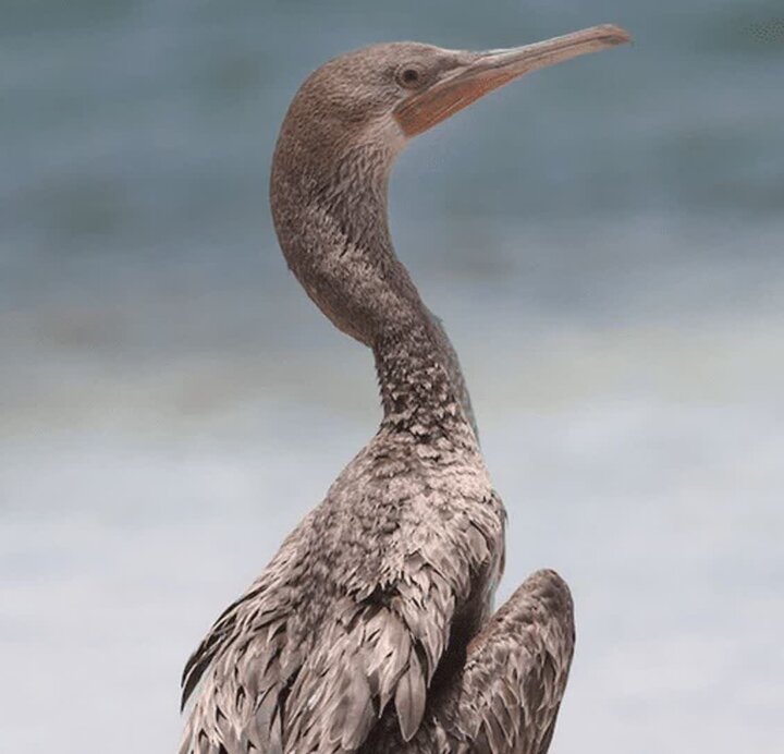 «باکلان» پس از درمان به دره انجیر بازگشت