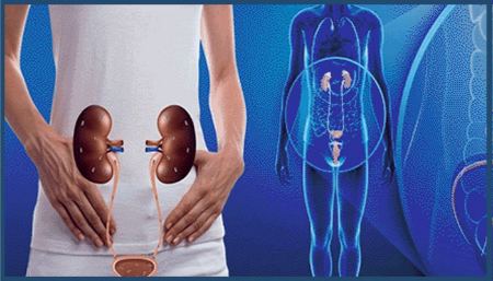 نقش پروستات چیست نقش پروستات چیست
