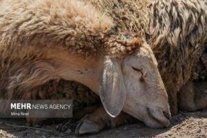 خانزاده:۱۴۳ رأس گوسفند فاقد مجوز حمل در شهرستان کاشمر توقیف شد