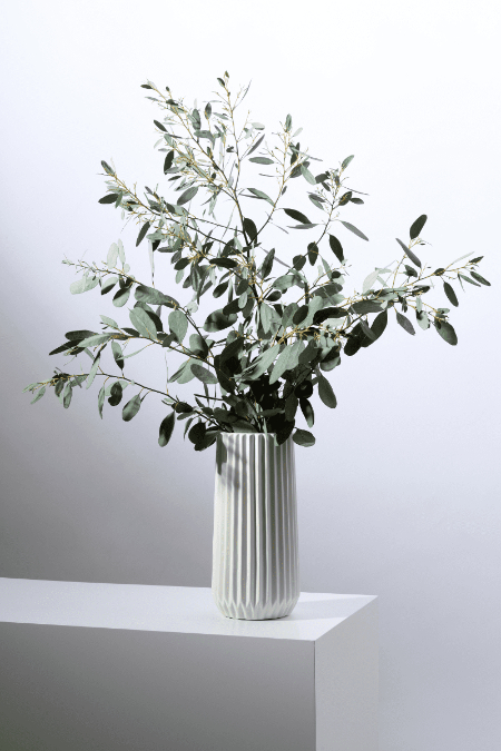 کاشت و نگهداری گیاه اکالیپتوس, اکالیپتوس آپارتمانی