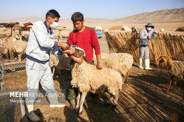 رضوان: ۱۳ هزار دام سبک و سنگین در کاشان واکسینه شد