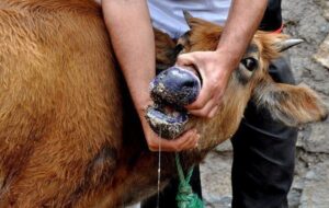 سالاری: دامداران جنوب کرمان در برابر شیوع تب برفکی هوشیار باشند