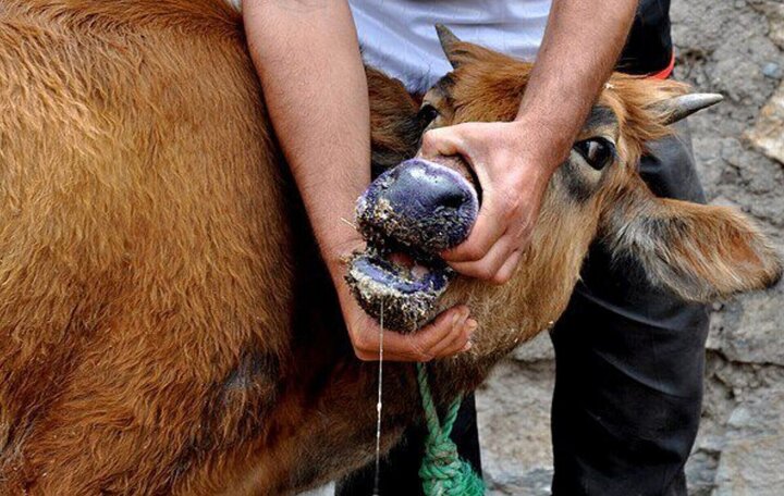 سالاری: دامداران جنوب کرمان در برابر شیوع تب برفکی هوشیار باشند سالاری: دامداران جنوب کرمان در برابر شیوع تب برفکی هوشیار باشند