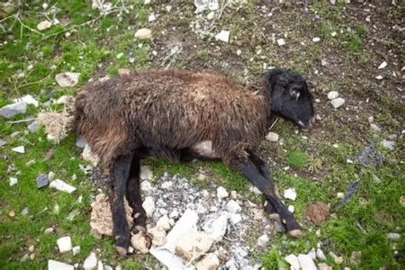 شاربن در گوسفندان, علائم سیاه زخم گوسفند