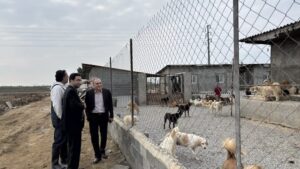 طرح جامع مدیریت سگ‌های بلاصاحب در مازندران کلید خورد