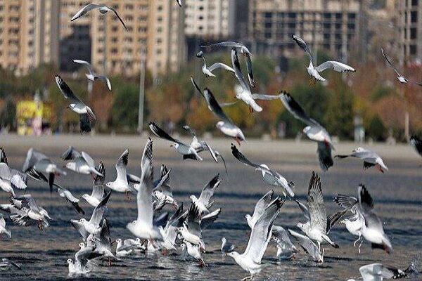 محیط‌زیست اصفهان: صدور مجوز شکار پرندگان به دلیل آنفلوآنزا ممنوع شد