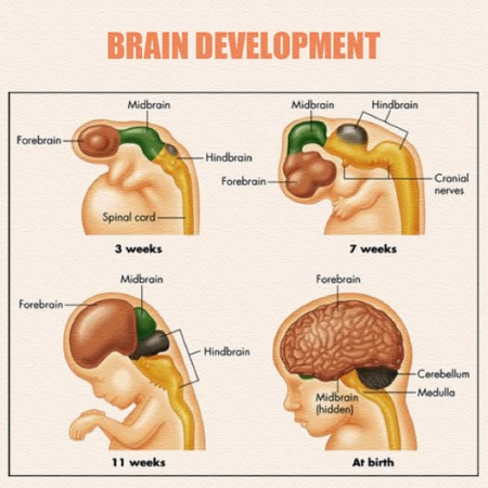 معمای شروع زایمان؛ آیا مغز جنین فرمان تولد را صادر می‌کند؟