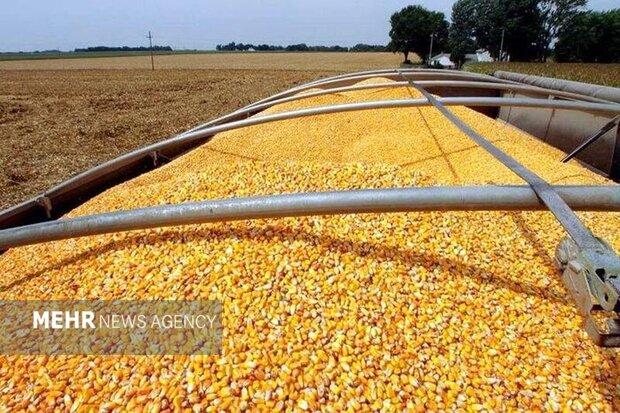 ورود ۱۲۱ میلیون کیلوگرم نهاده دامی از مرزهای سیستان و بلوچستان