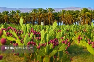 کشت مورینگا و اوپن‌تیا در زرآباد؛ الگوی نوین کشاورزی کم‌آب
