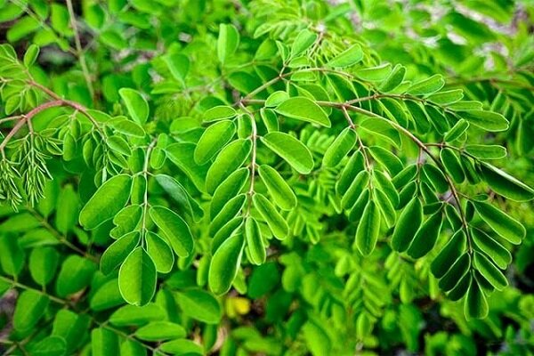 کشت مورینگا و اوپن‌تیا در زرآباد؛ الگوی نوین کشاورزی کم‌آب