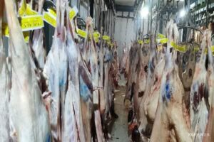 کشتار ۳ هزار دام سبک و سنگین در کشتارگاه گچساران