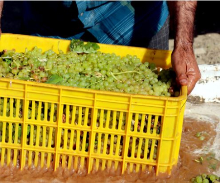 کشمش تیزابی, قیمت کشمش تیزابی