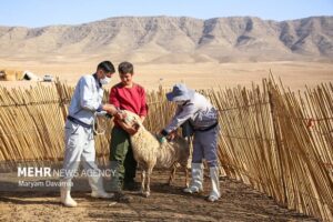 کنترل بیماری تب‌برفکی در استان سمنان؛ واکسیناسیون دام‌ها ادامه دارد