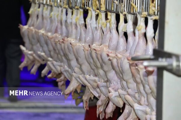 ۲ تن مرغ تاریخ‌گذشته در سردخانه‌های اهواز کشف شد