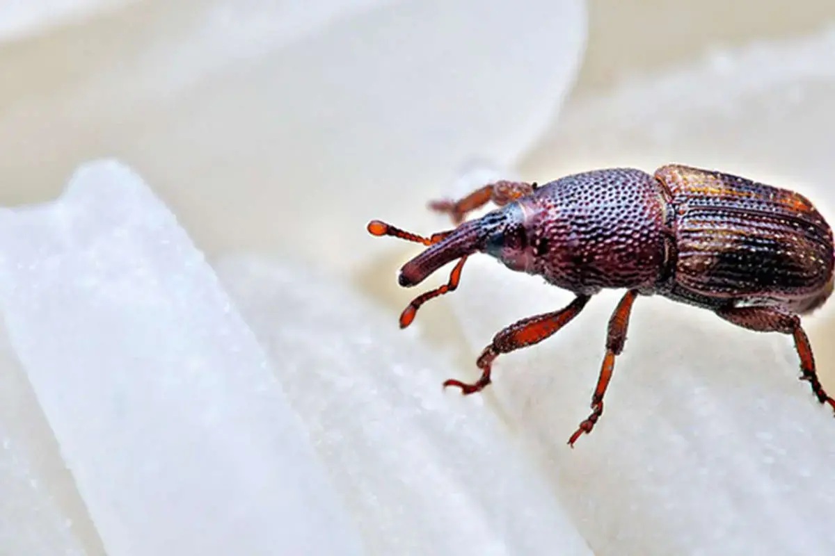 روش آسان برای از بین بردن سوسک برنج در خانه / ۶ ترفند مهم که باید بدانید