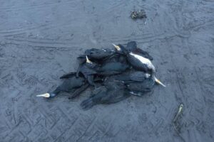 مرگ تلخ باکلان‌ها در انزلی / ماجرا چیست؟