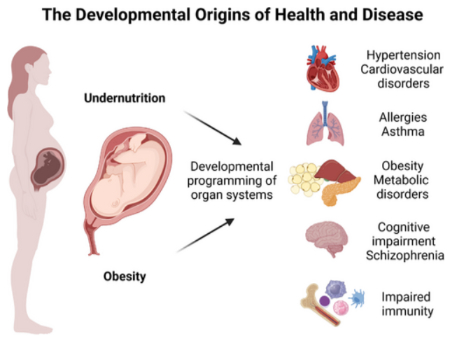 پروتئین و توسعه مغز جنین