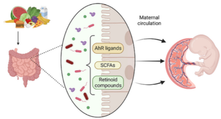 کمبود پروتئین و مشکلات بارداری
