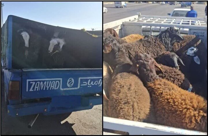 توقیف احشام قاچاق به ارزش یک میلیارد ریال در رباط کریم