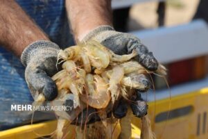 ثبت رکوردهای جدید تولید میگو در بوشهر؛ اصلاح ساختار و مهار بیماری