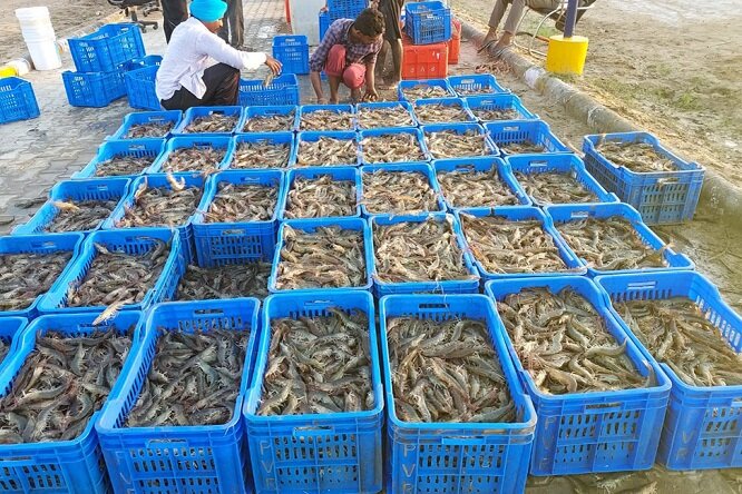 ثبت رکوردهای جدید تولید میگو در بوشهر؛ اصلاح ساختار و مهار بیماری