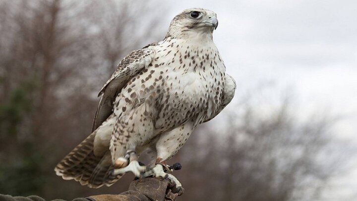 رهاسازی ۲ فرد بالابان در چهارمحال و بختیاری