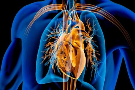 قلب،اخبار پزشکی،خبرهای پزشکی