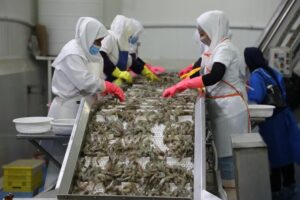 مدیرکل دامپزشکی بوشهر: صادرات آبزیان استان به اوج رسید