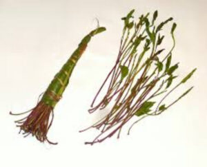 هر آنچه باید درباره گیاه قات بدانید؛ از جویدن تا عوارض قلبی