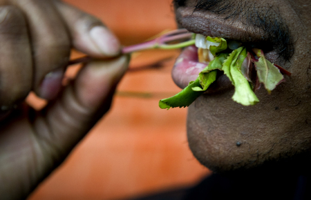 قات چیست, جویدن قات چه تاثیری دارد