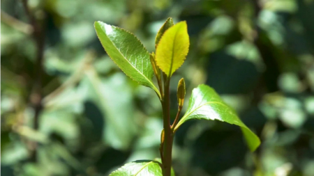 قات چیست, جویدن قات چه تاثیری دارد