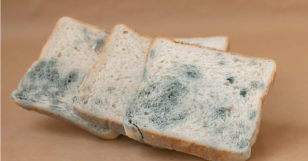 چگونه از بیات شدن و کپک زدن نان تست جلوگیری کنیم؟