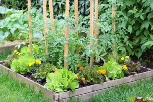 چگونه یک باغچه سبزیجات سبز و پربار در منزل خود داشته باشیم؟