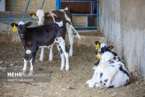 کاهش ۳۵ درصدی کانون بیماری‌های واگیر دامی و ۳۰ درصدی آبزیان در کشور