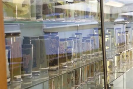 ویروس سرماخوردگی،اخبار پزشکی،خبرهای پزشکی