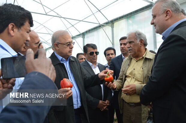 گلخانه ۲.۹ هکتاری فلفل دلمه‌ای رنگی در میناب افتتاح شد