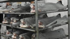 ۲.۵ میلیون ماهی تازه از مازندران صادر شده است 