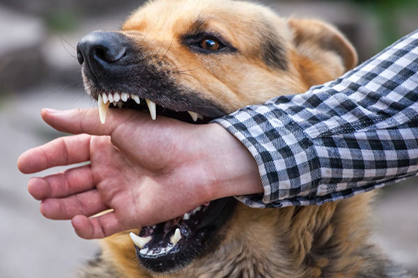ثبت ۳۲ مورد حیوان‌ گزیدگی در بیجار طی ایام نوروز