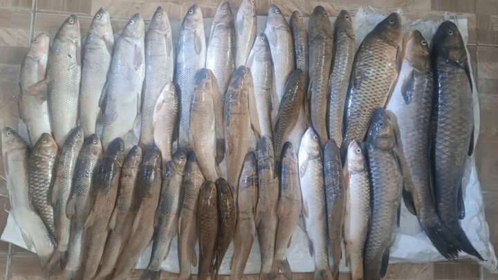 صیادان غیرمجاز در سد سیمره بدره دستگیر شدند