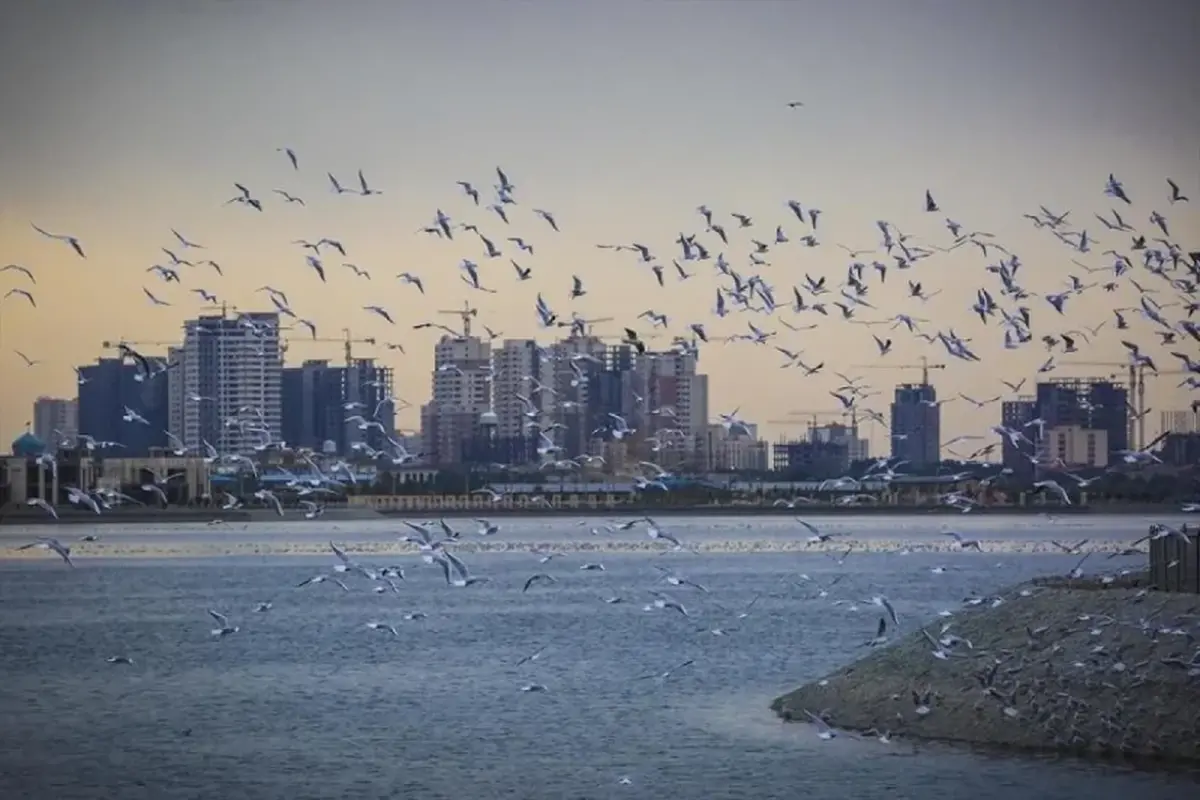 ماجرای مشاهده حشرات ریز دریاچه چیتگر چیست؟