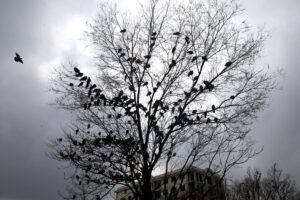 هشدار جدی هواشناسی صادر شد/ وزش باد شدید همراه با رگبار و رعد و برق در راه تهران